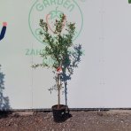 Granátovník púnsky (Punica Granatum) ´MOLLAR DE ELCHE´ - výška 140-180 cm, obvod kmeňa 4/6 cm, kont. C10L (-16°C) 